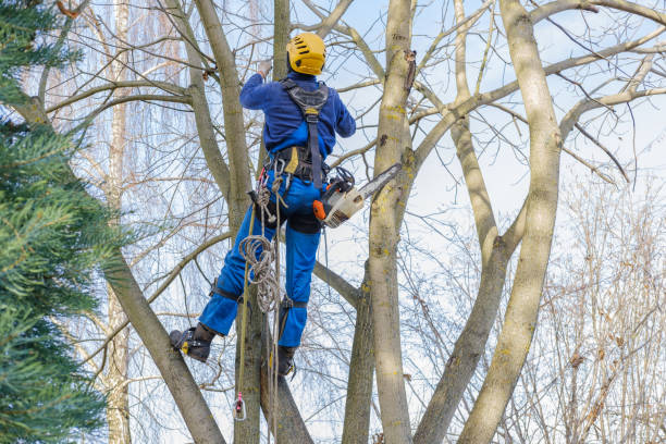  North Pekin, IL Tree Services Pros